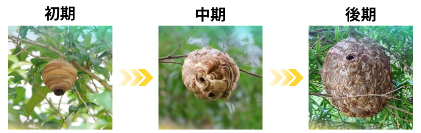 蜂の巣が初期、中期、後期へと大きくなる様子
