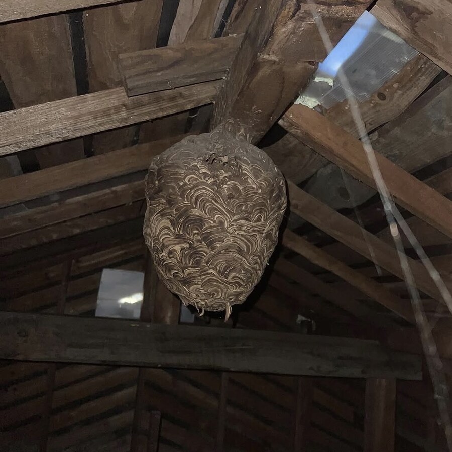 屋根裏に大きなスズメバチの巣がある施工前の状態