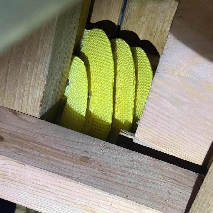 屋根裏の木材の間にミツバチの巣板がある施工前の状態